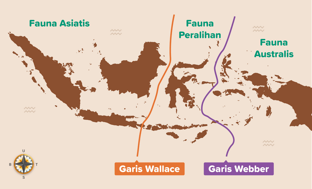 Garis Wallace: Batas Tak Kasatmata yang Membelah Dunia Fauna Nusantara